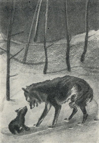 'Белолобый'. Рисунок К. В. Кузнецова, 1950