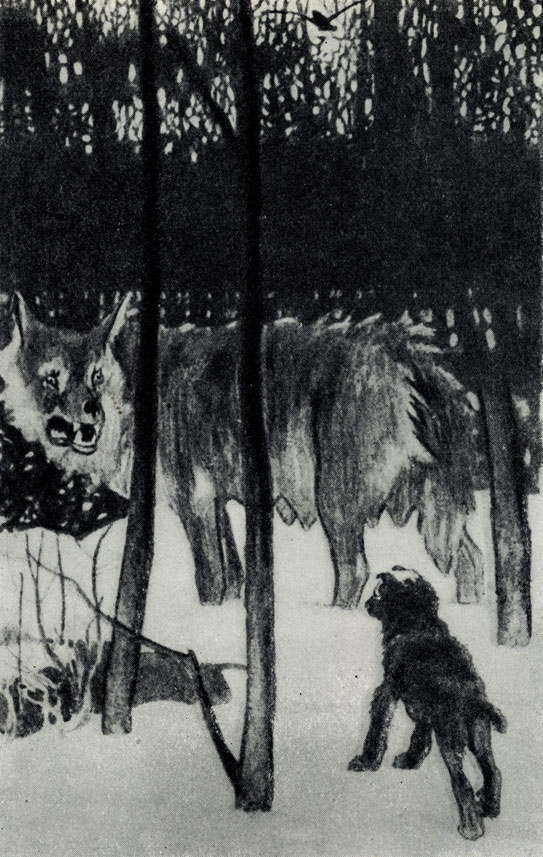 'Белолобый'. Рисунок Д. Н. Кардовского. 1909